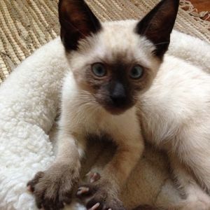 Meet your Posher, Pune